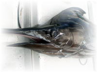 株式会社 カーペンター ルアー 釣り GTフィッシング 黒鮪 マグロ